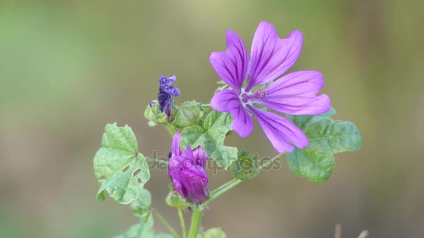 葵花是锦葵属锦葵锦葵植物家族中 被认为是类型为属的物种 讲英语的欧洲人称为普通锦葵mov格式视频下载 正版视频编号00zt17 摄图新视界视频库
