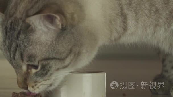 猫吃湿的食物，与肉慢动作素材视频片断