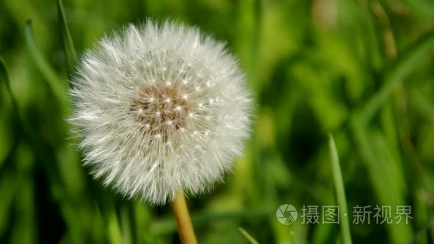 在春天开花蒲公英视频