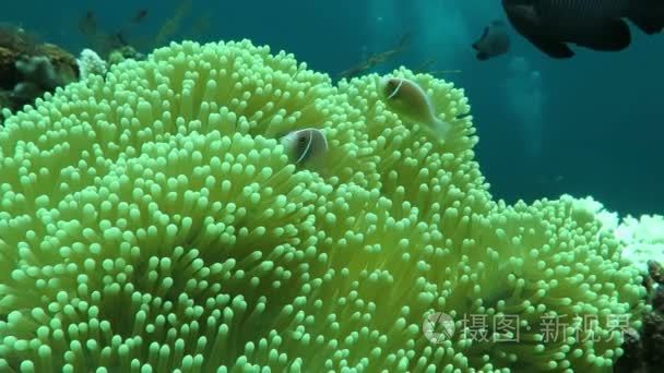 变身躲在巨大地毯海葵巴厘岛的臭鼬小丑鱼短视频