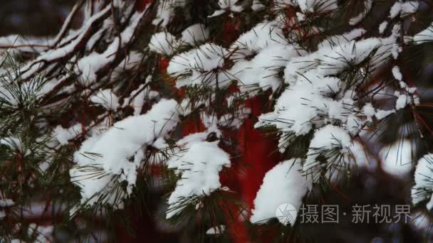 冬天下雪的圣诞节树松雨林视频