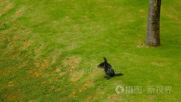 在河岸边的黑鸬鹚视频