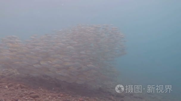 沙丁鱼学校在红海视频