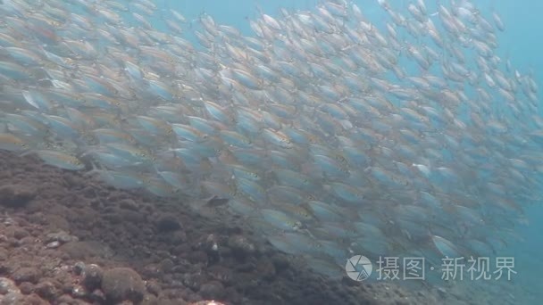 沙丁鱼学校在红海视频