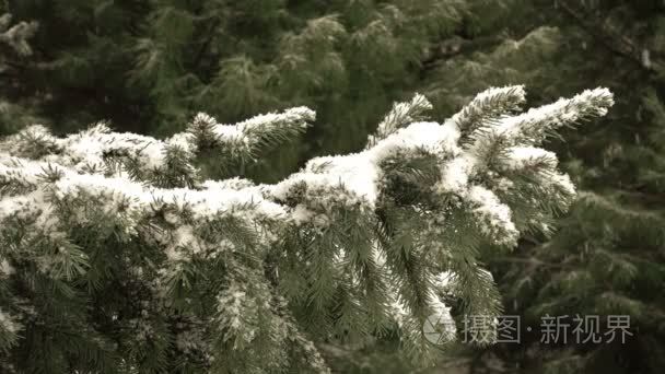 枞树和雪