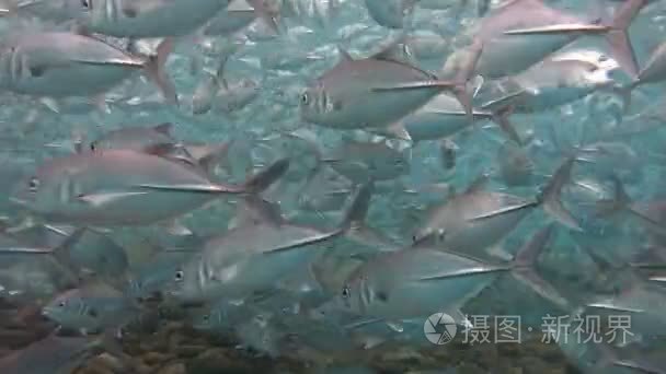 沙丁鱼学校在红海视频