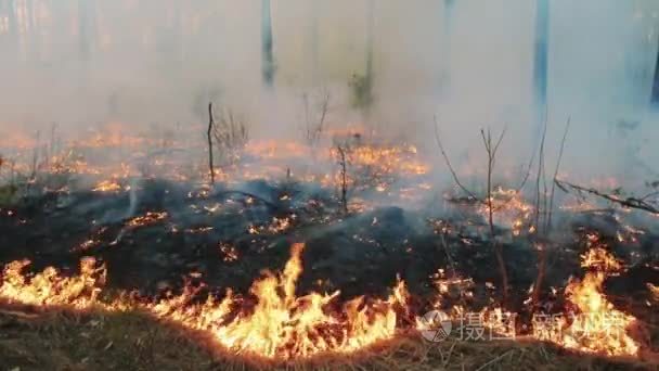 大森林火灾和烟雾云在松林视频