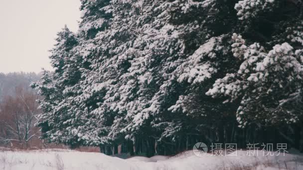 冬天下雪的圣诞节树松雨林视频