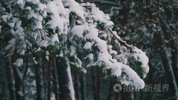 冬天下雪的圣诞节树松雨林视频