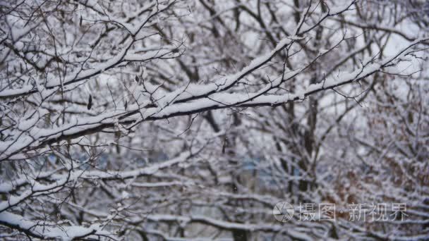 雪落在冬季森林与雪树。慢动作