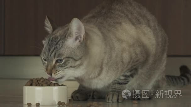 猫吃干粮慢动作素材视频