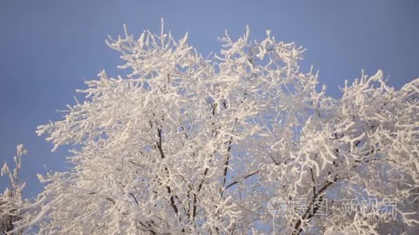 美丽的雪树视频