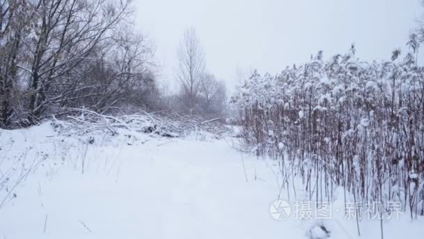 冬季风景与落雪视频