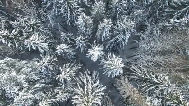 4 k.低飞行以上下雪的冬天森林上北、 空中顶视图