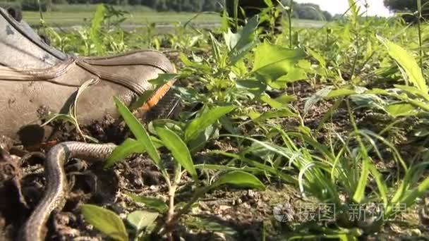 稚嫩的小草蛇捕获下鞋视频