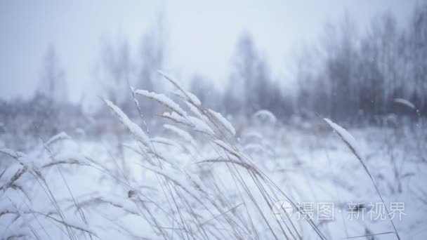 冬季景观与干燥植物在风中视频