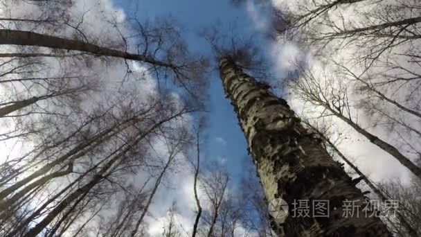 白桦树在森林里，时间的推移 4 k