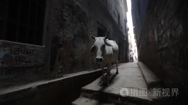 黑白花奶牛站在巷子里视频