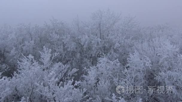 在匈牙利森林非常寒冷的一天视频