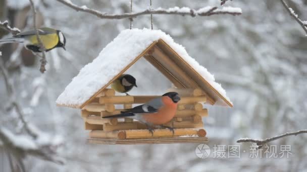 鸟儿飞到送纸器并采取种子，雪在树上，纷飞的大雪为禽舍