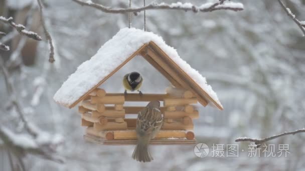 鸟儿飞到送纸器并采取种子，雪在树上，纷飞的大雪为禽舍