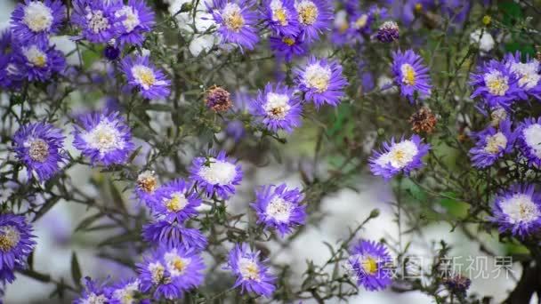 菊花和雪下视频