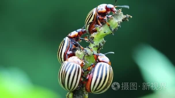 在马铃薯植株上科罗拉多甲虫视频