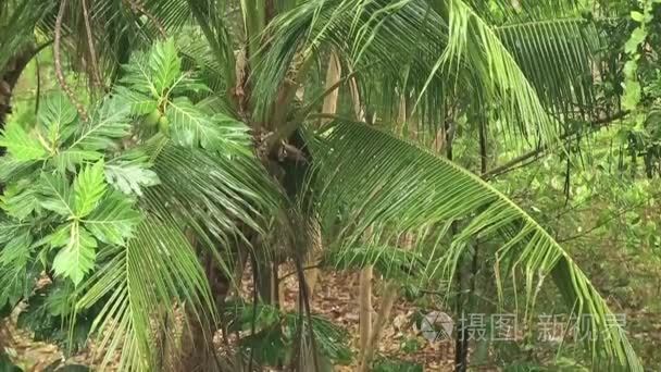 树木在热带暴雨下视频