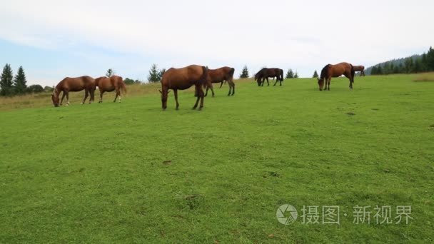 马在草原上吃草视频