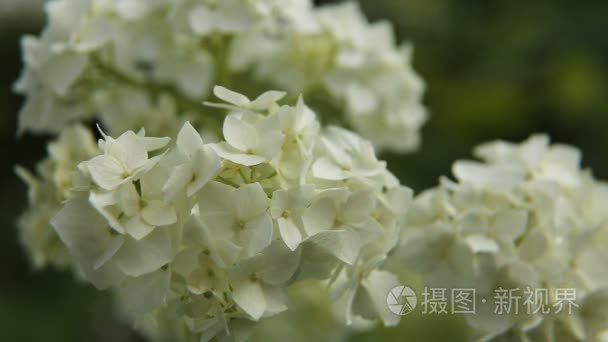 美丽的白色野花