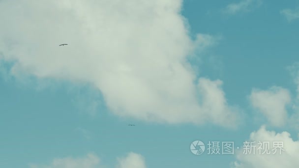 两个蓝色多云的天空翱翔的海鸟视频