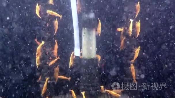 在鱼缸里的美丽迷你虾的特写视频