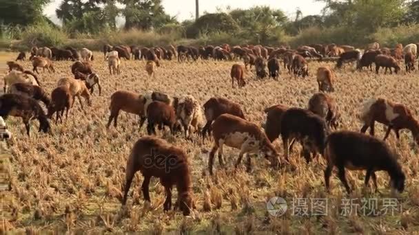 在农村地区村山羊视频