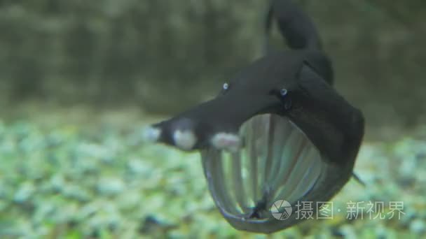 不寻常的鱼在水里 鱼 鲟在水族馆视频