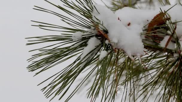 雪冬天树常绿树枝与沉重的视频