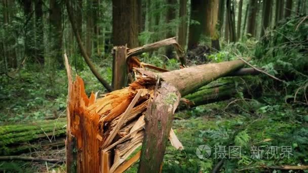 倒下的树后暴风雨天气视频