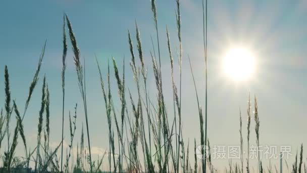 日落时天空的金色小时野草剪影视频