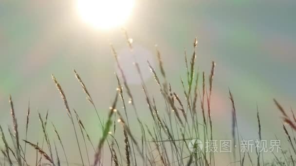 日落时天空的金色小时野草剪影