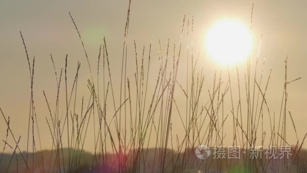 日落时天空的金色小时野草剪影视频