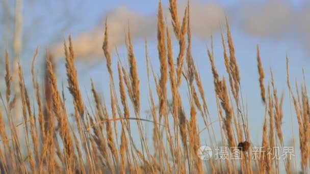 日落时天空的金色小时野草剪影视频