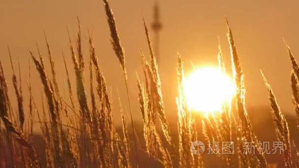 日落时天空的金色小时野草剪影视频