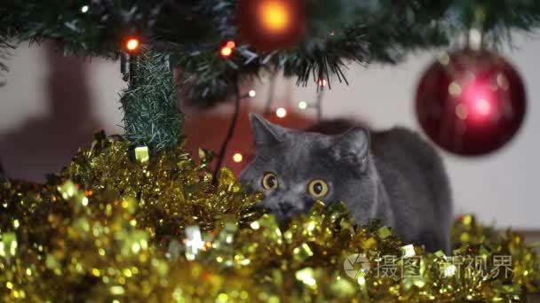 英国只大眼睛的猫狩猎在圣诞树下