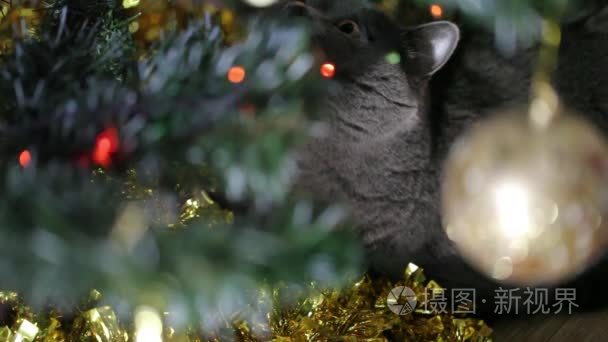英国猫躺在圣诞树下。射穿圣诞树上靠得很近。童话般的灯光背景