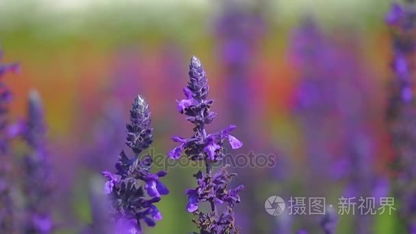鼠尾草紫色花视频
