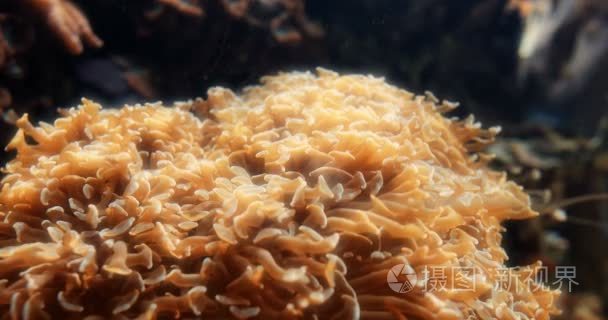 不同的珊瑚和海葵在一个巨大的水族馆视频