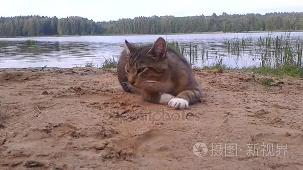 狸花猫睡在湖边视频