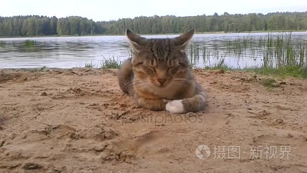 一只漂亮的猫在湖边休息