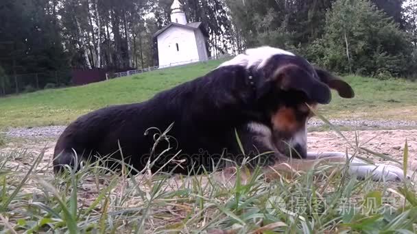 有趣的村庄条狗躺在草地上视频