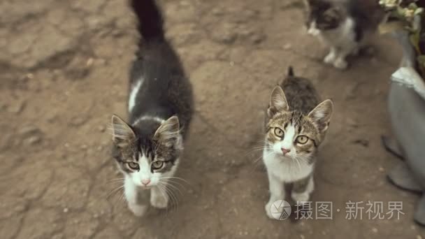 猫看着镜头视频