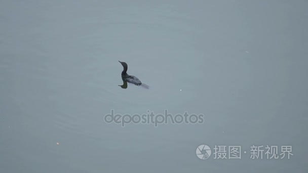 漂浮在池塘的黑鸬鹚视频